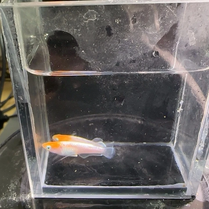 青鳉鱼一物一拍826