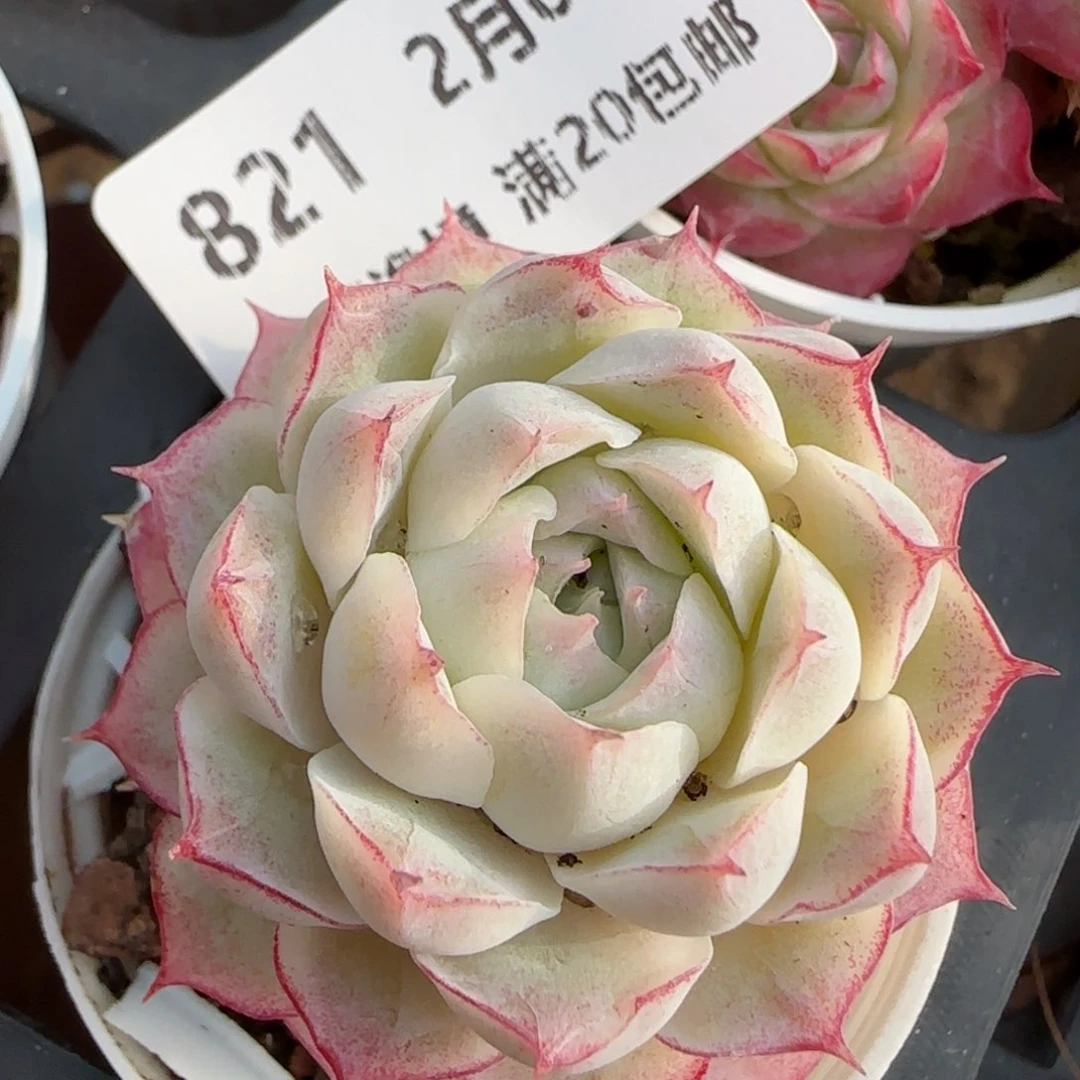 花语逸镜0209-821