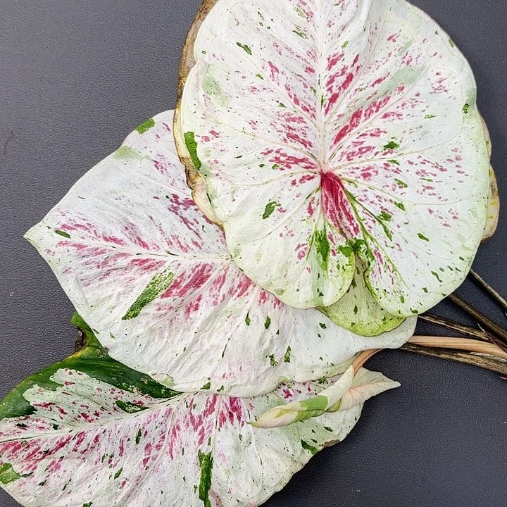 64-1205薄荷糖广东现货