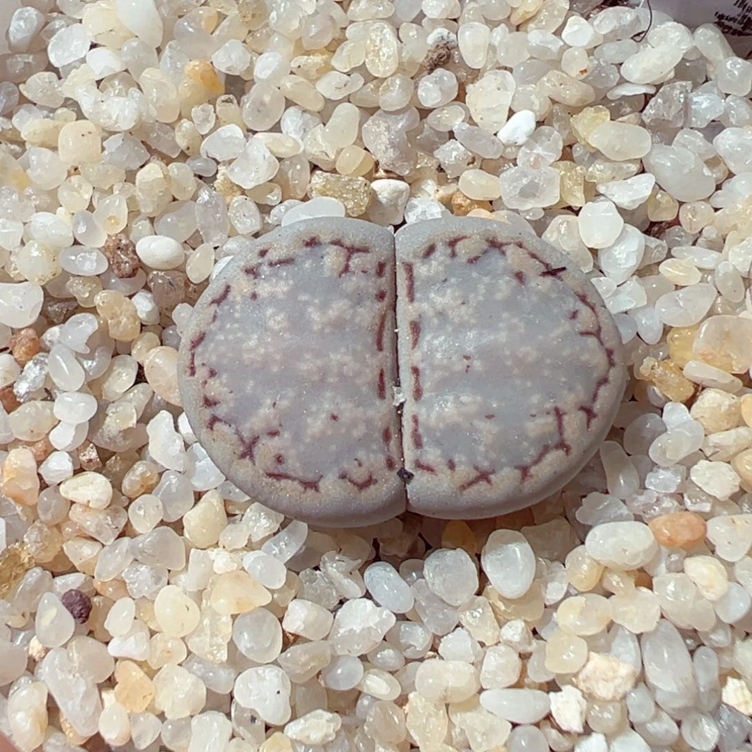 104-492多肉多肉1621.6糖霜