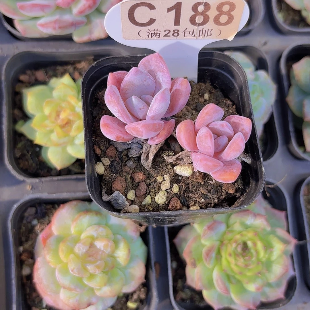 C188红茶一物一拍