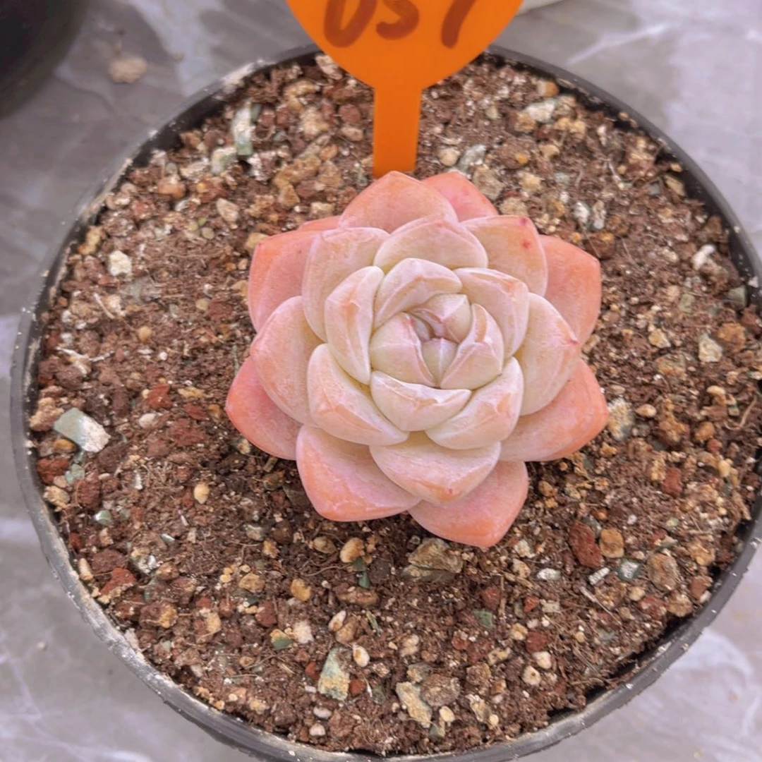芊****芳659号多肉植物