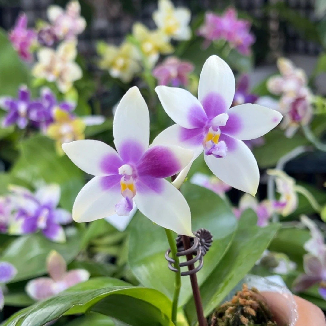 完全开放A018，素专拍