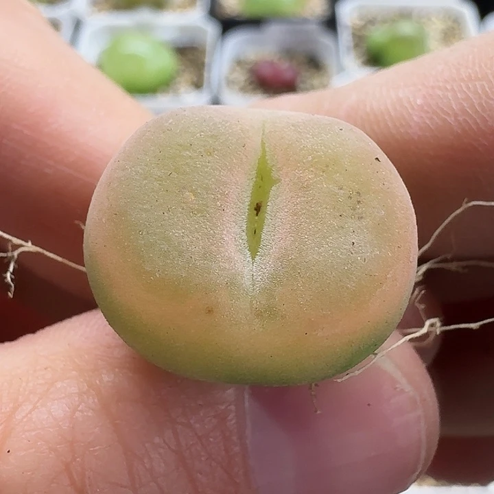 老马生石花o泡1831