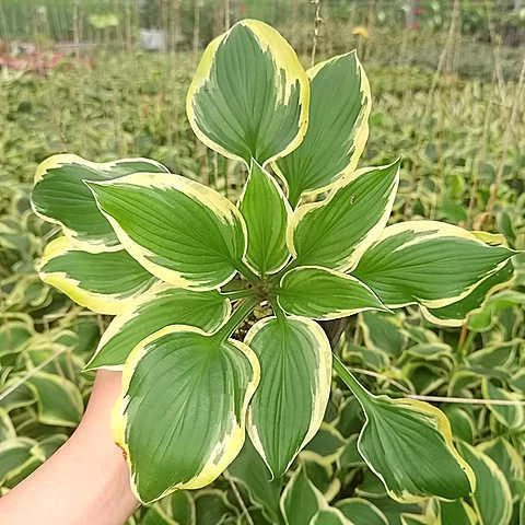 宿根地被植物绿化苗耐阴耐寒金边玉簪花根苗室外庭院美化花卉好活