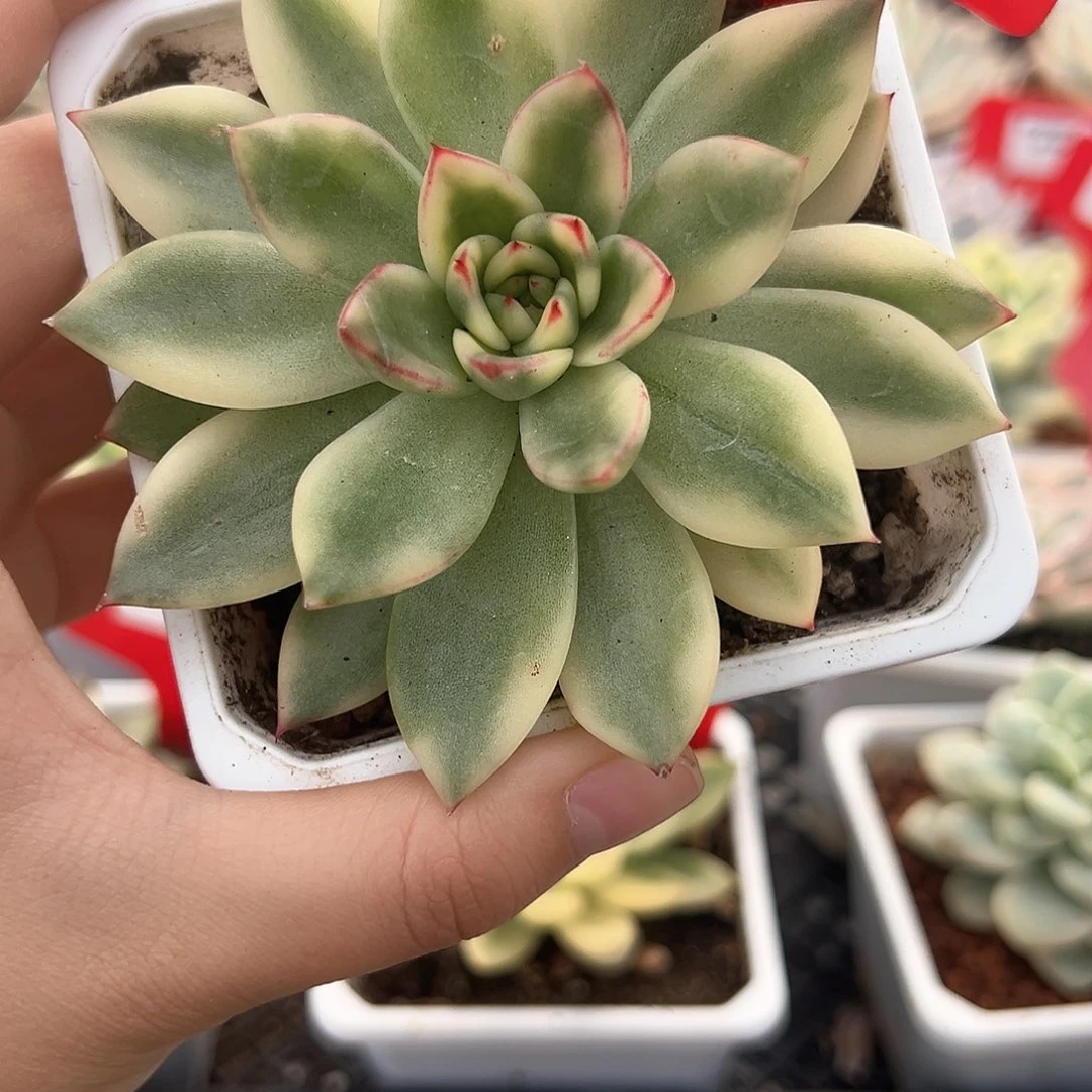 61号东云锦多肉植物