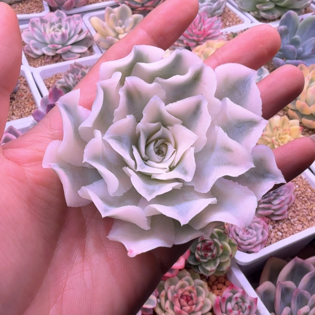l***g多肉植物 多肉植物
