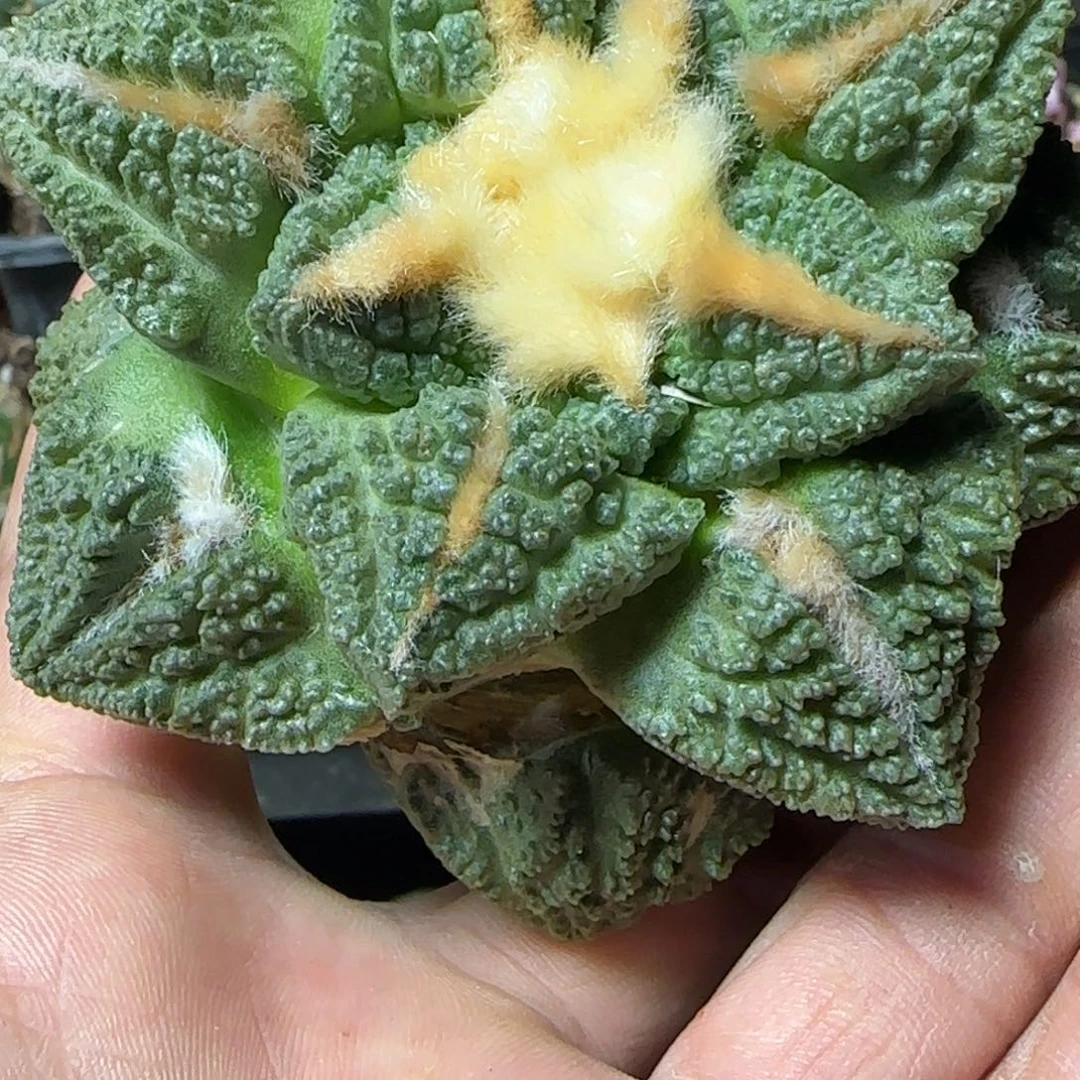 o***o无花朵精品志贺211