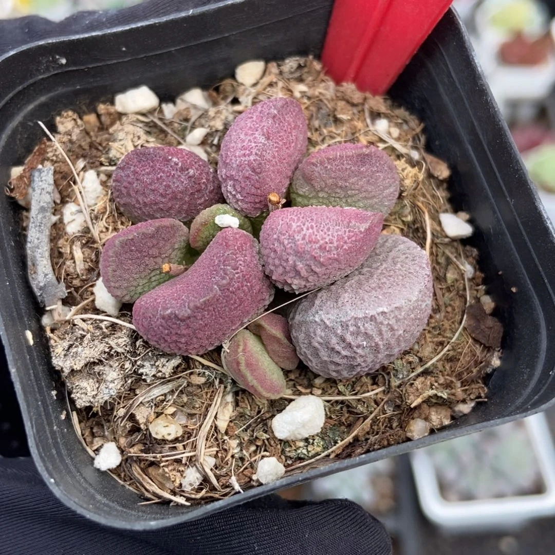 659水泡多肉植物多肉