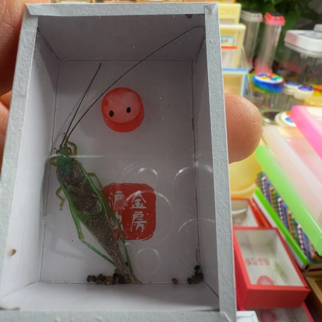 阿***埃蟋蟀一只短须霍氏