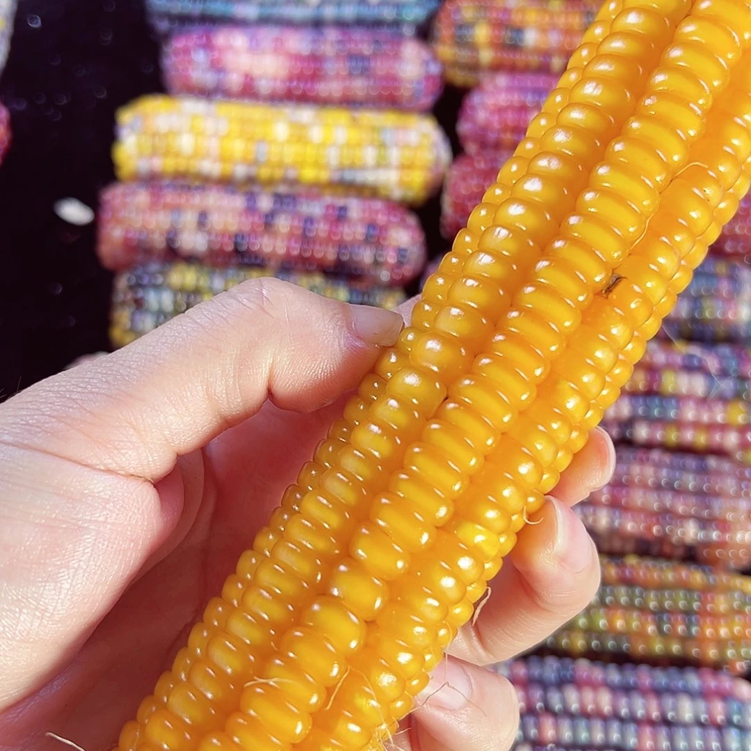 树脂暮**斐亲爱的拍789