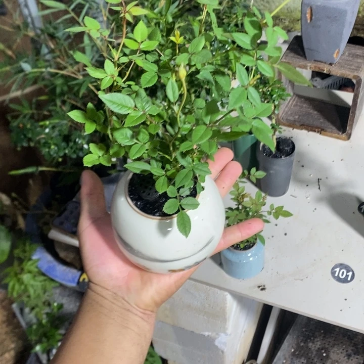 昕***爱完全开放退款拉黑一物一拍412