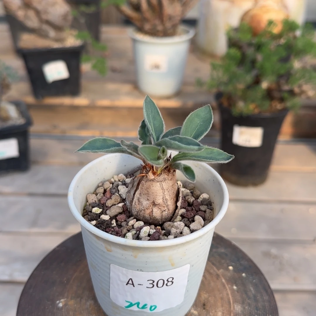308冰晶洋葵块根植物