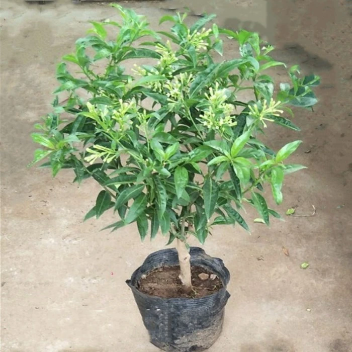 夜来香树苗 盆栽地栽庭院观赏夜来香花苗 阳台四季绿植花卉夜来香