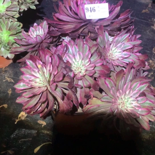 多肉植物仙子946