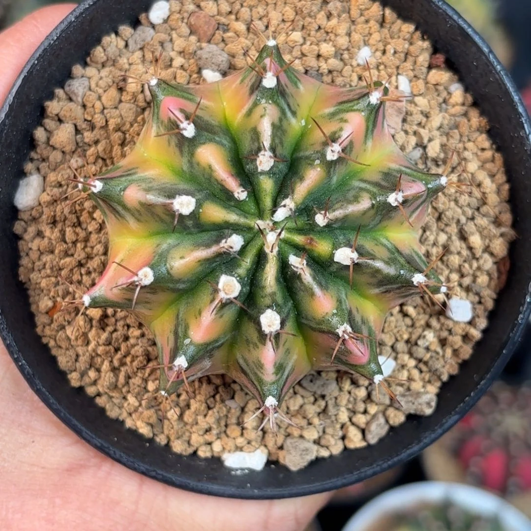 泰系米哈仙人球668