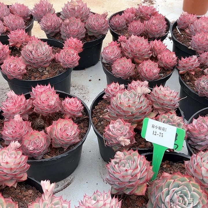 12.75爱格不包掉头一个