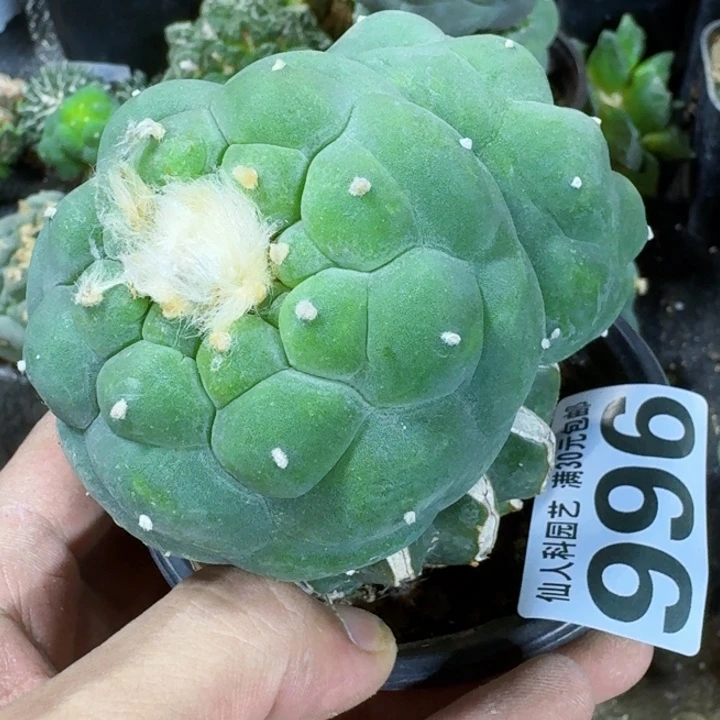 无花朵福利苗接佛头996