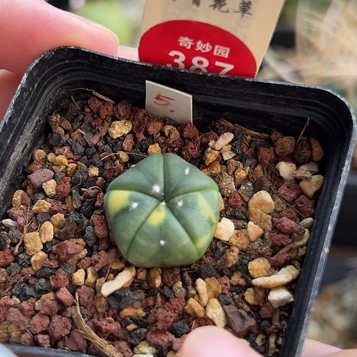 实生五棱海星兜锦一棵