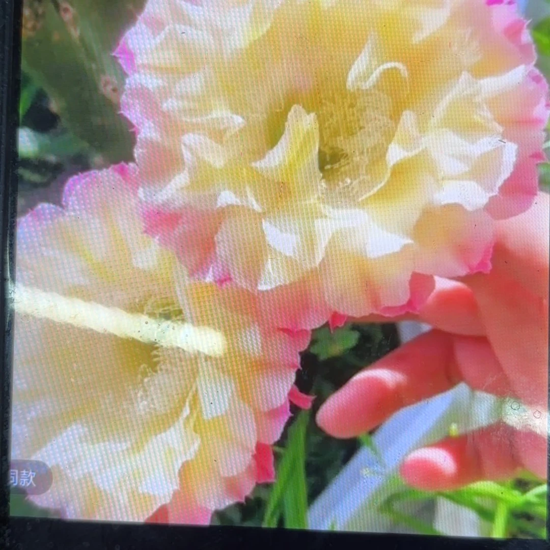 马丙彩侧牙20包邮仙人球29