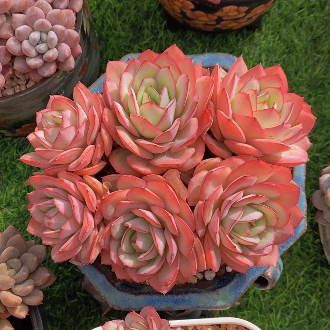 痴****牡丹亭 一物一拍