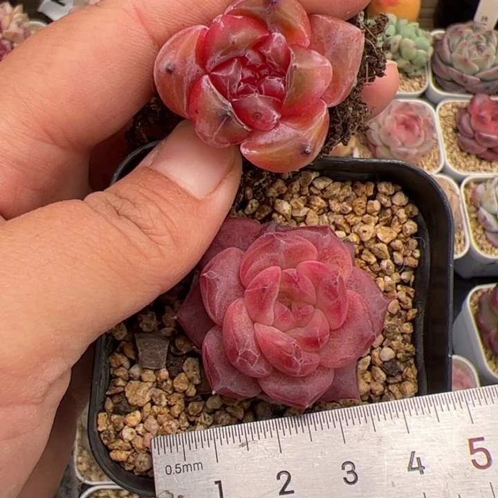 535 多肉植物组合盆栽