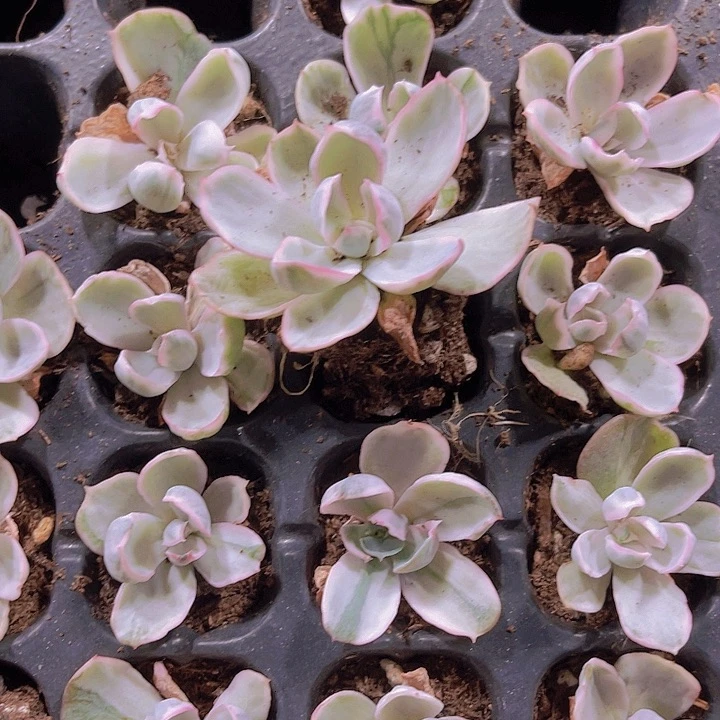 精品伯克利锦多肉植物