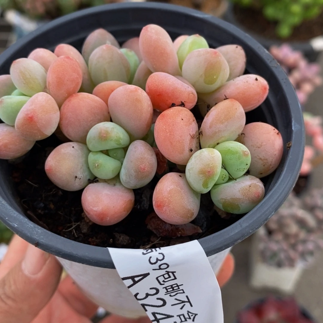 3247橘子香水6cm多肉