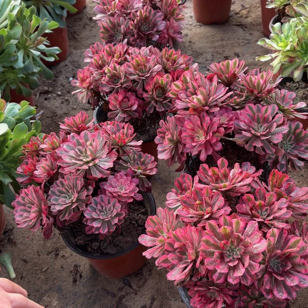 红铜白绣球12.8多肉植物