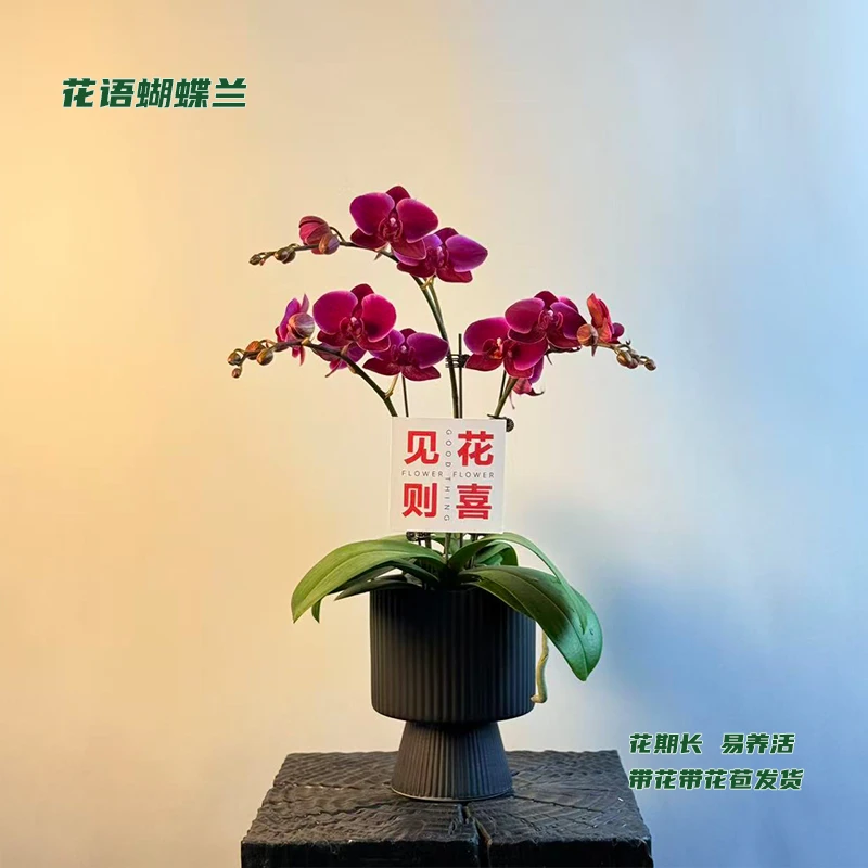 蝴蝶兰【香山】 带花带花苞发货 室内客厅盆栽花卉 好养易活