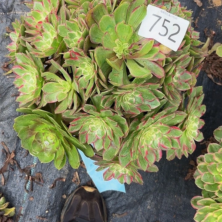 多肉植物福利752个