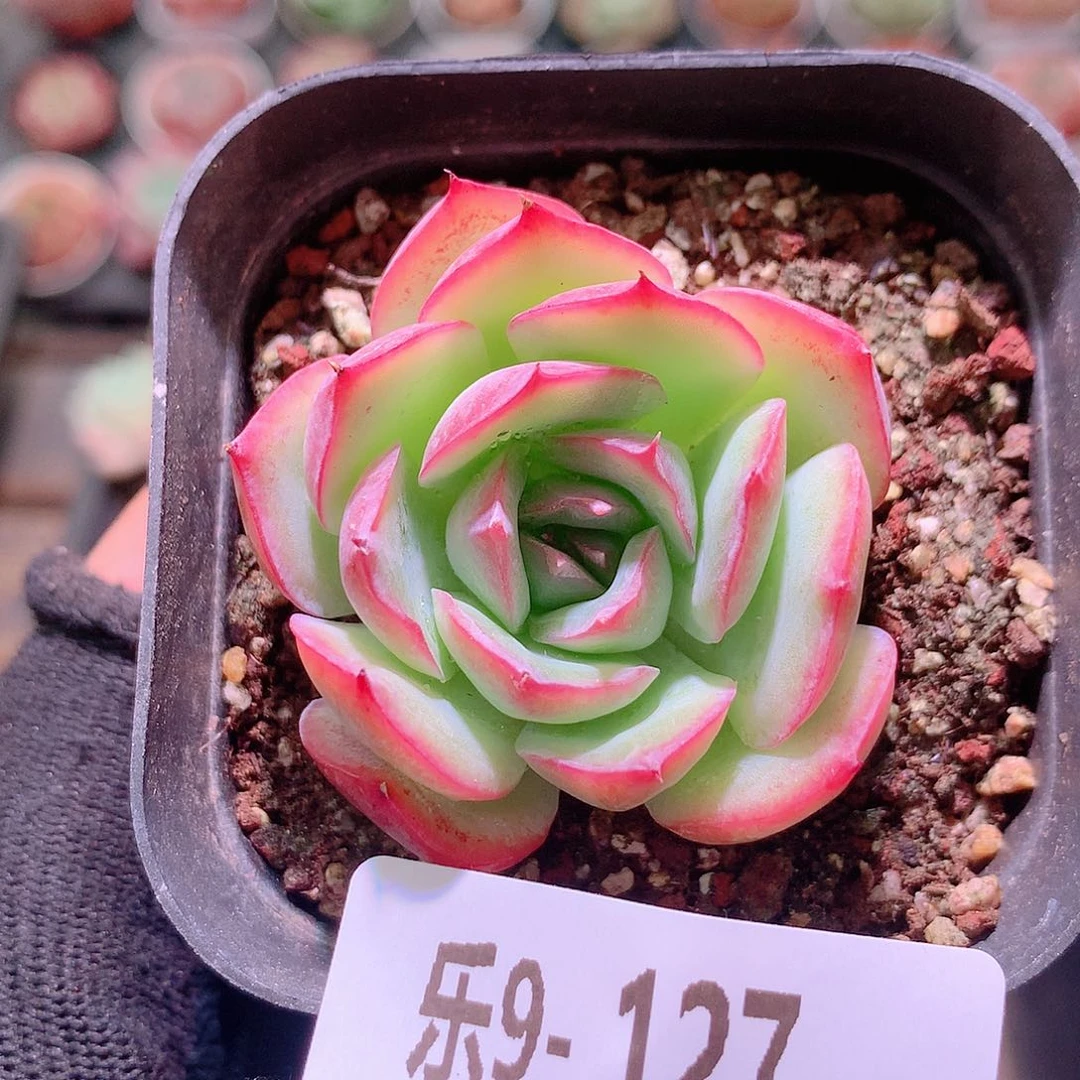 乐然9-127 侧影单头