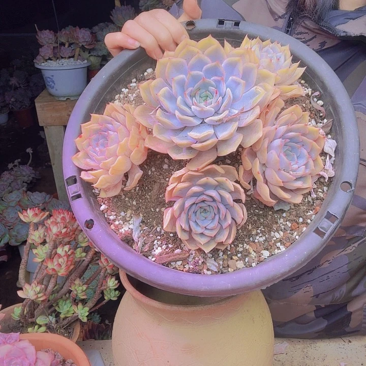 枫***一老桩多肉植物多头莲花