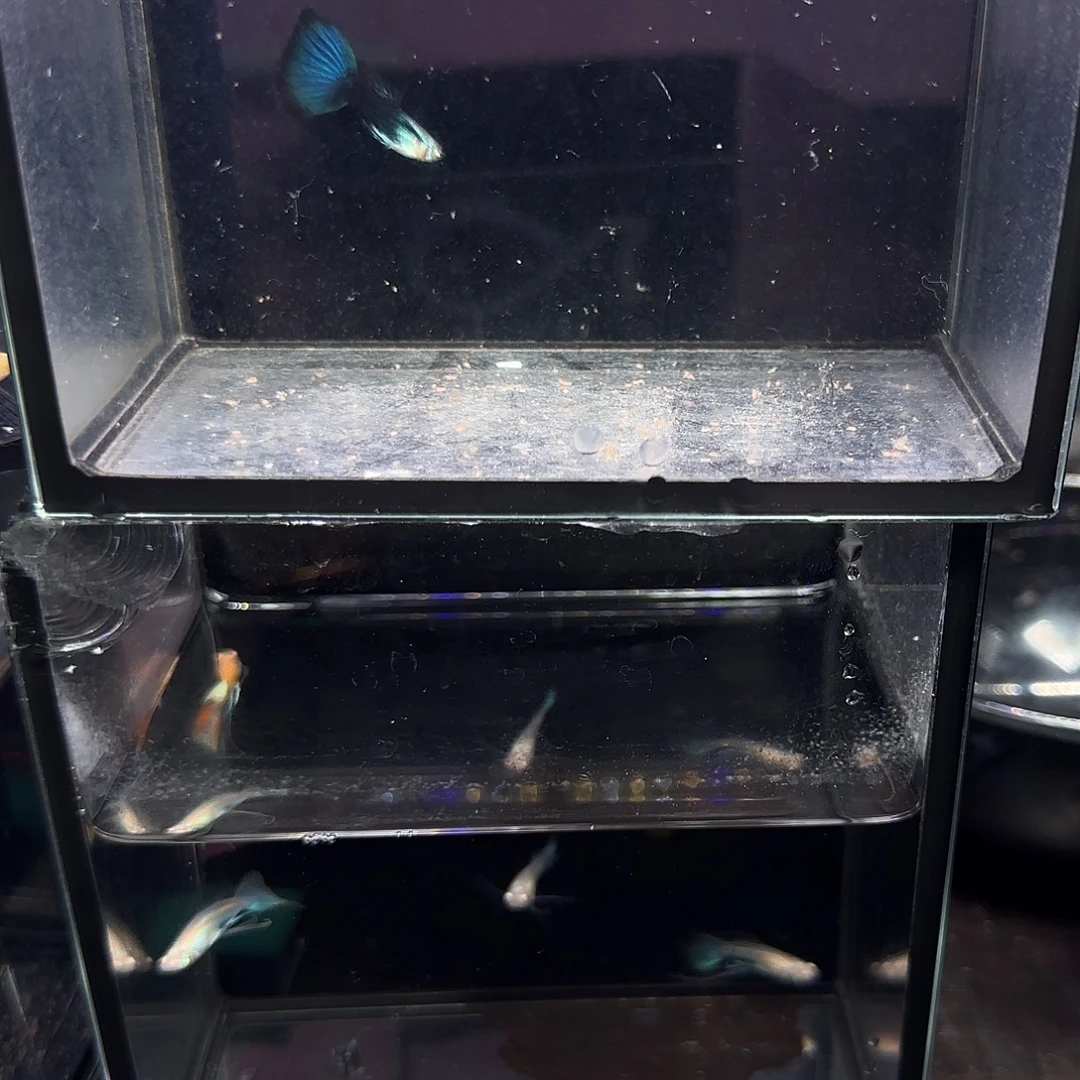 孔雀鱼兰化体公鱼四条