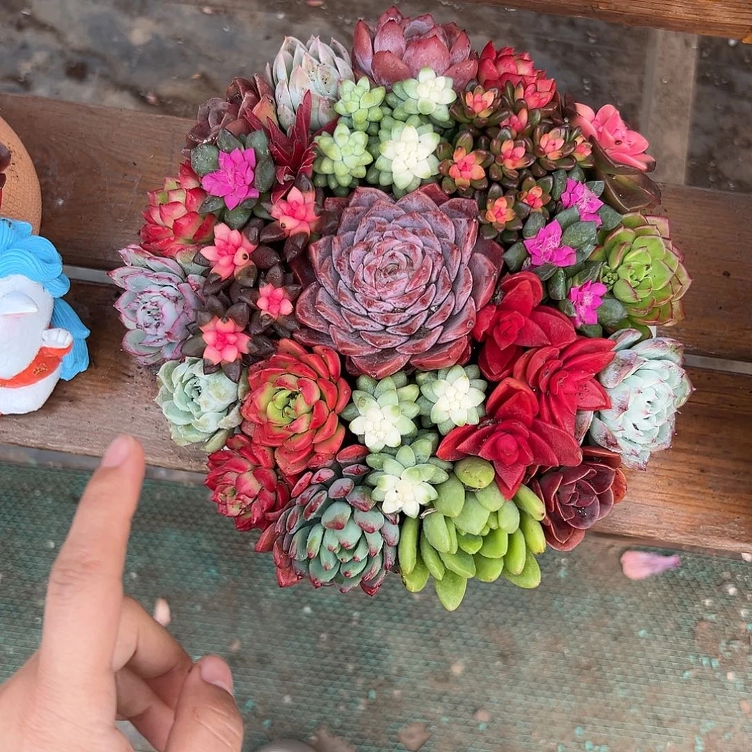 金玉满堂多肉组合花园