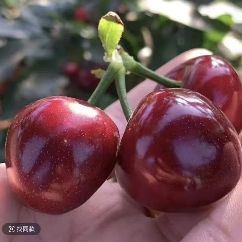 新【单棵】车厘子樱桃苗自花授粉南北方种植盆栽地栽（二公分左右）