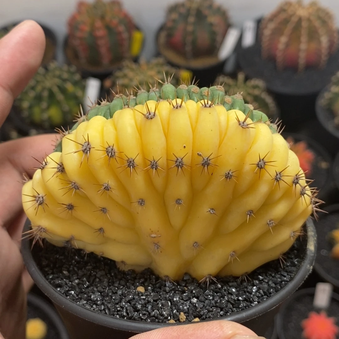 多闻柱缀化锦—带盆土发货