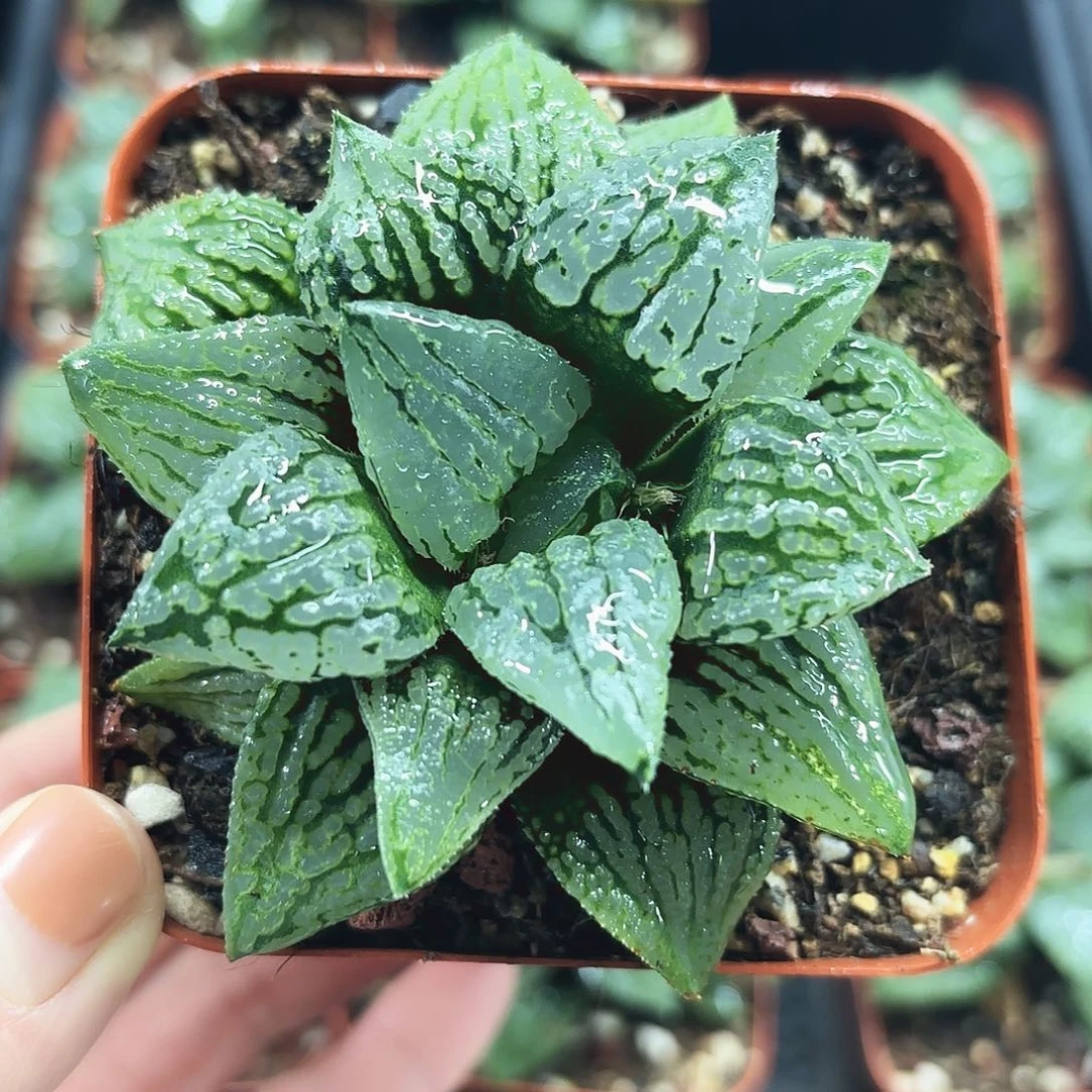 马丽丽女王多肉植物