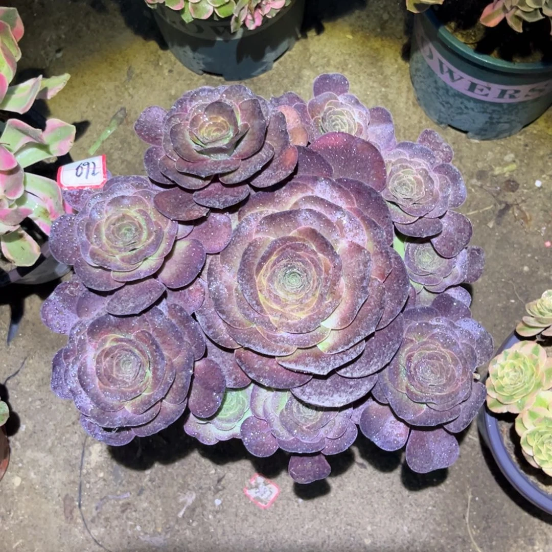 692多肉植物魅金玫瑰