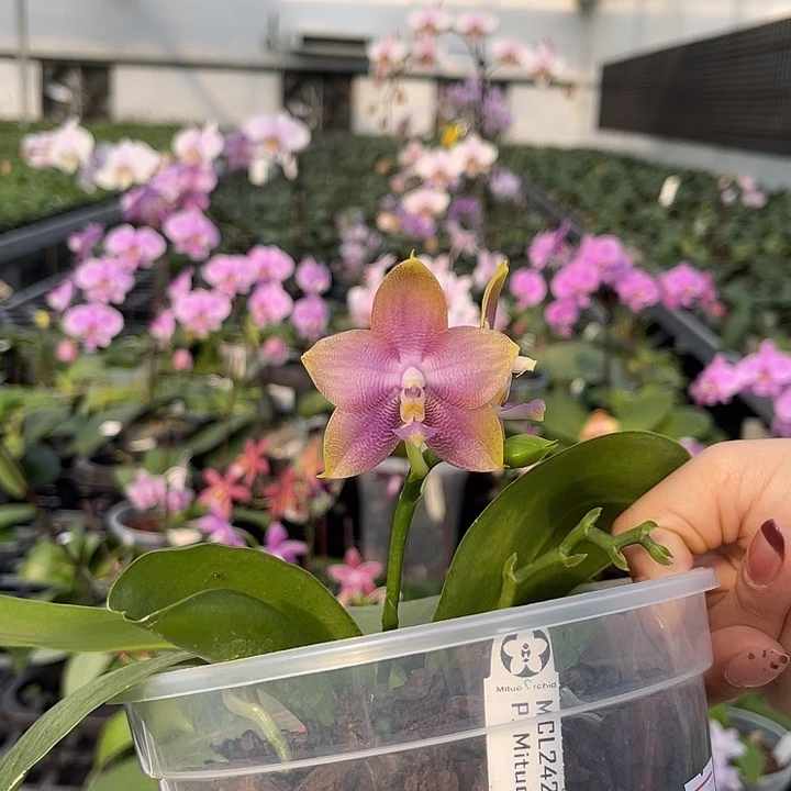 当前无花栽培后可以开花m c l242  1308