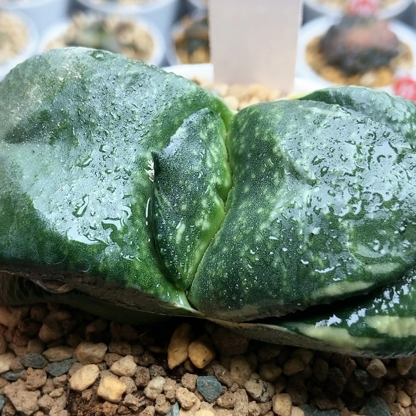 【闪购商品】用****3实生卧牛8