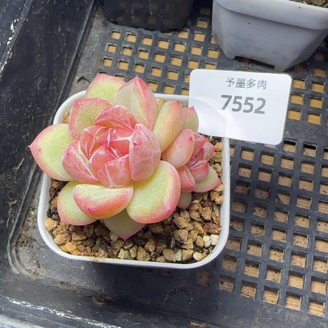 璇玑珍妮，7552多肉植物