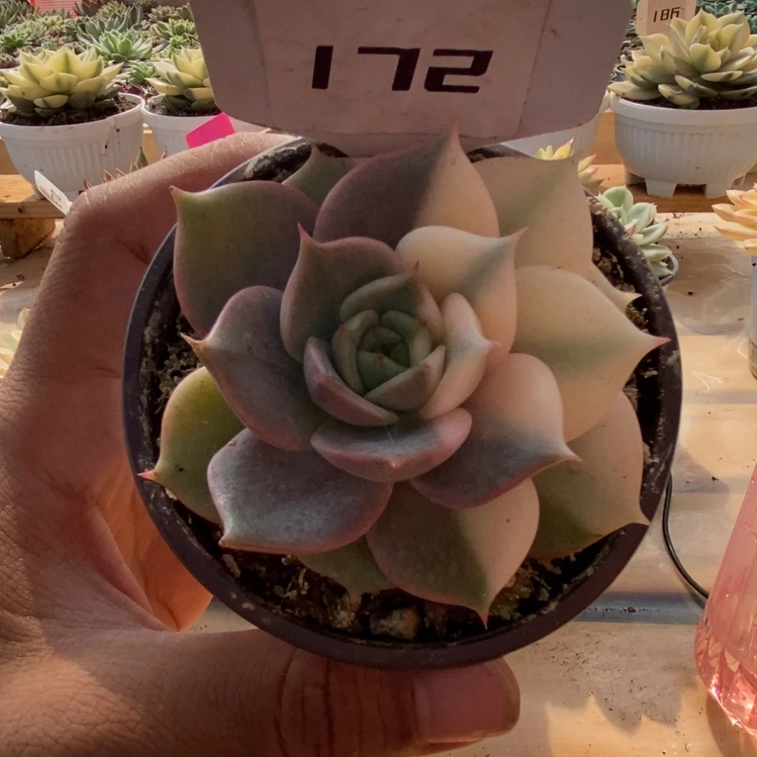 172贝加尔湖哈哈哈哈