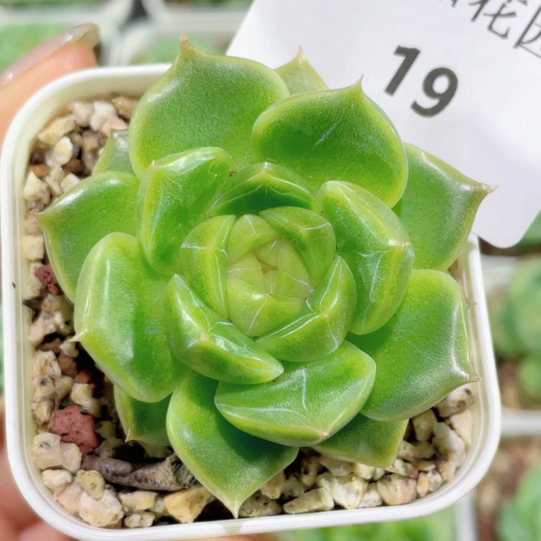 19号糖心冰心珍妮