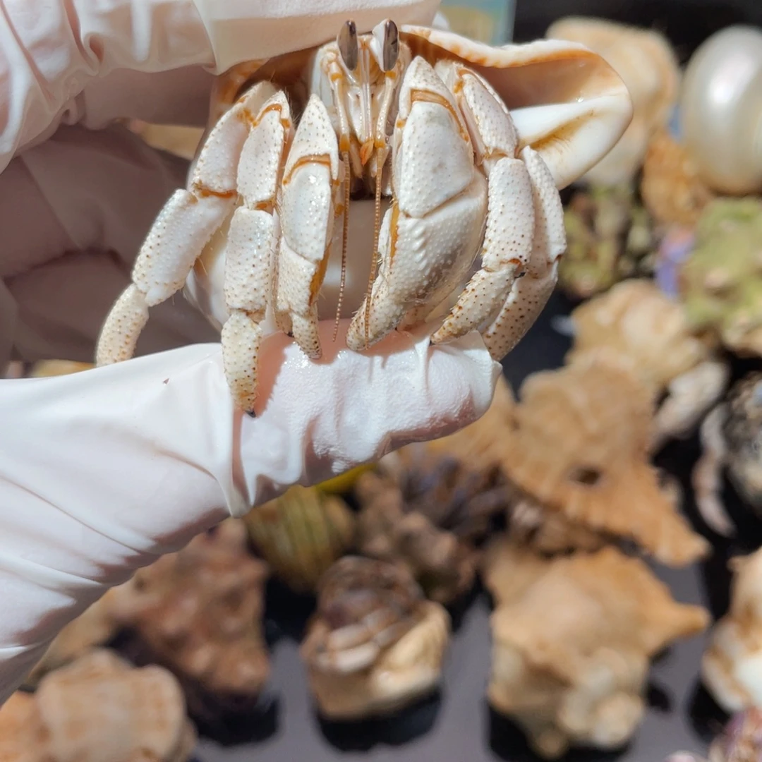 蜗居异宠寄居蟹9582红海