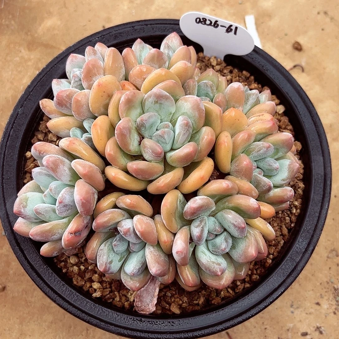 0826-61绝绝子香水