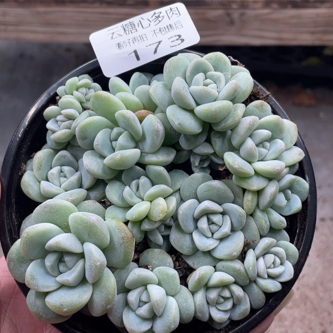 云糖心多肉植物173