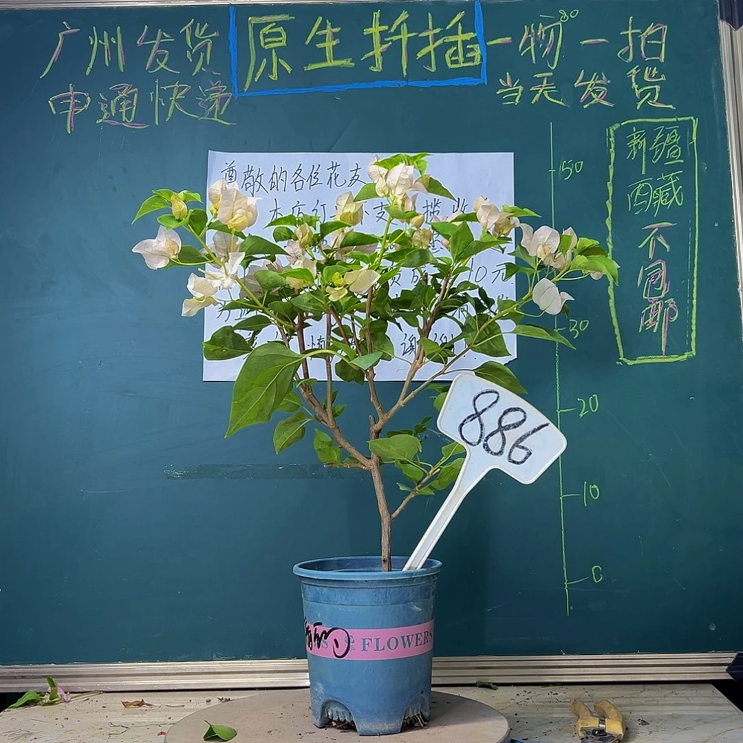 当前无花栽培后可以开花暗斑丽人886