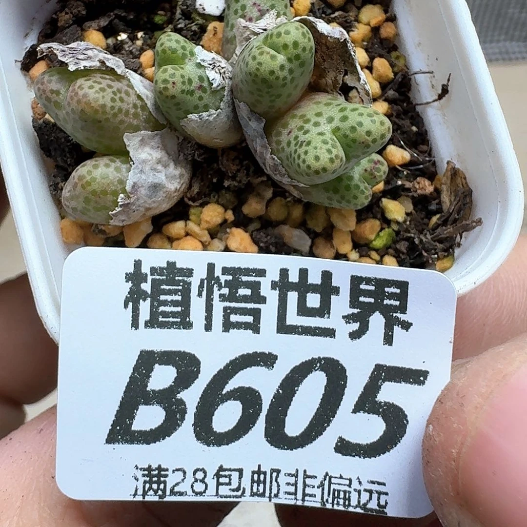 的润泽的人生多肉植物g