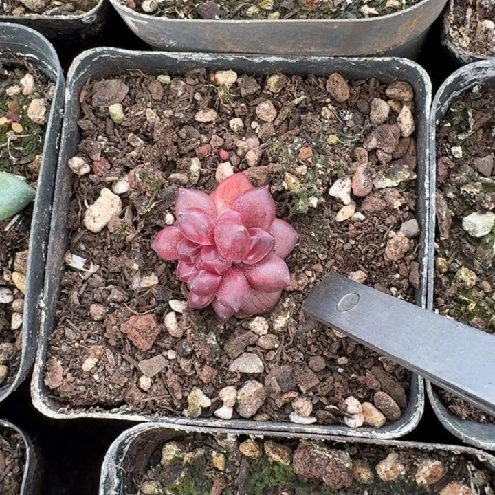 桔云多肉美人精品系列